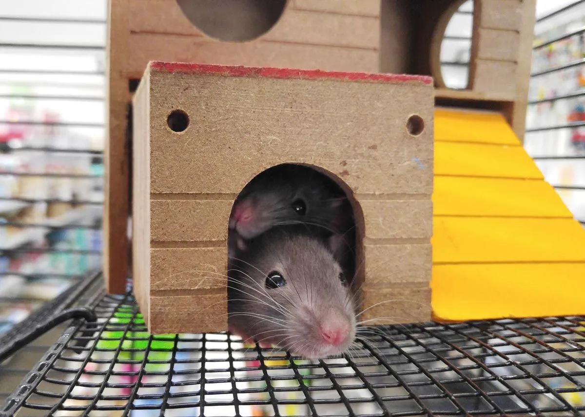 36 rotteordspill som er alvorlig undervurdert