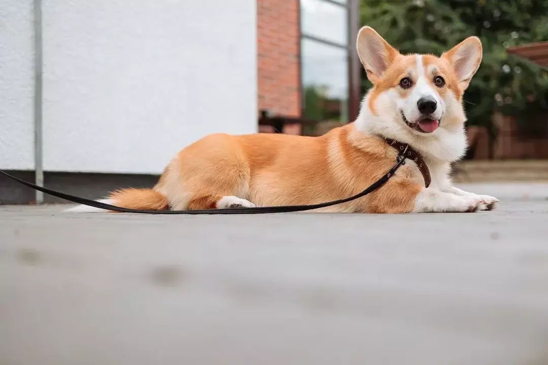 Hvordan måle hundehøyde riktig? Den ultimate guiden