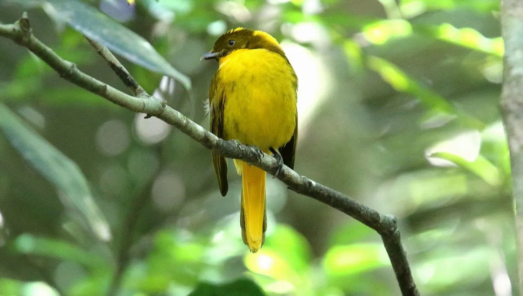 Zabavna dejstva o ptici Golden Bowerbird za otroke