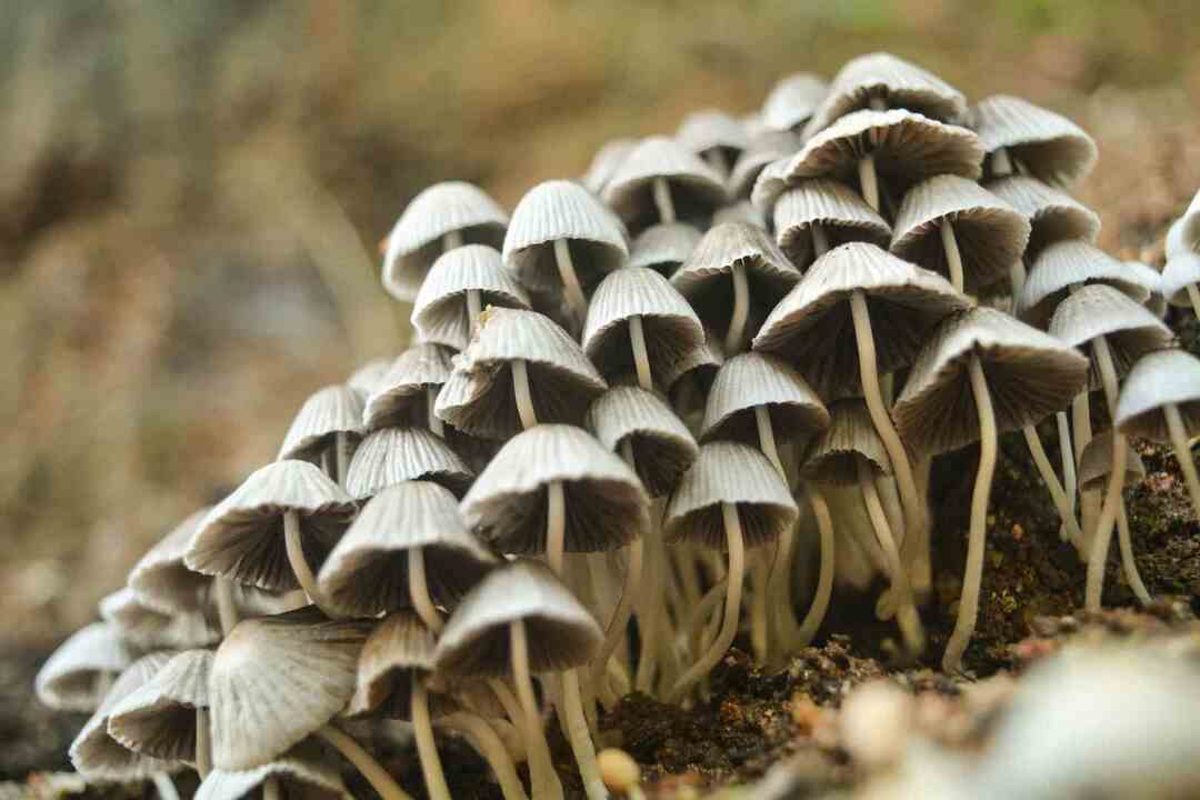 푸드 트릭 버섯이 언제 나쁜지 어떻게 알 수 있습니까?