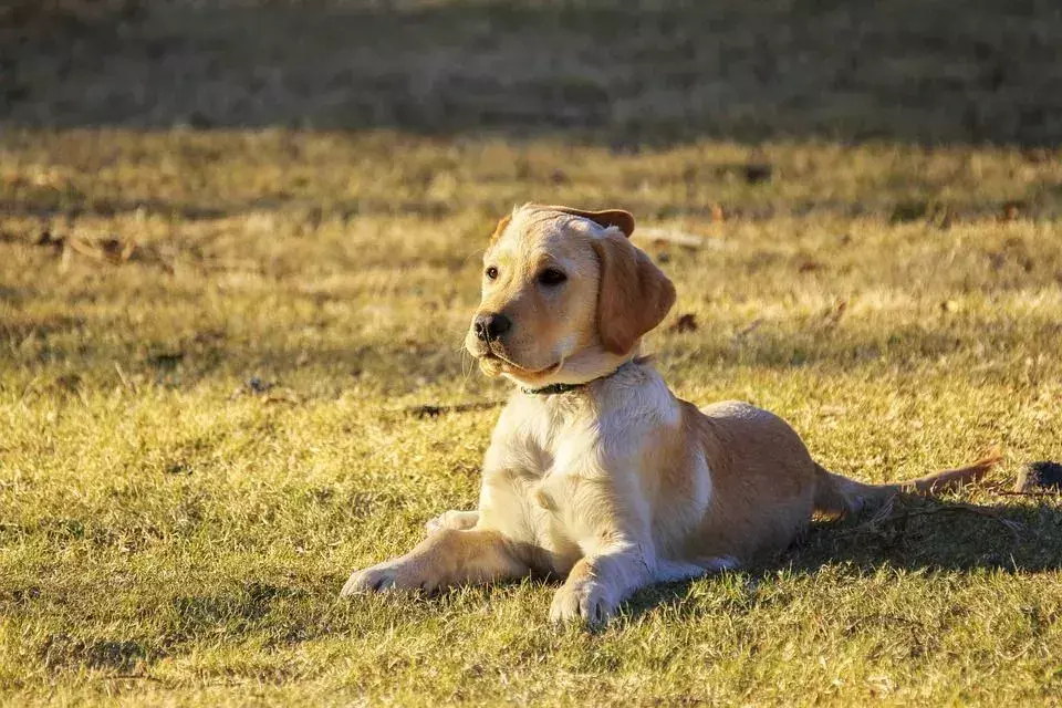 Golden Mountain Dog: 15 fakta du ikke vil tro!