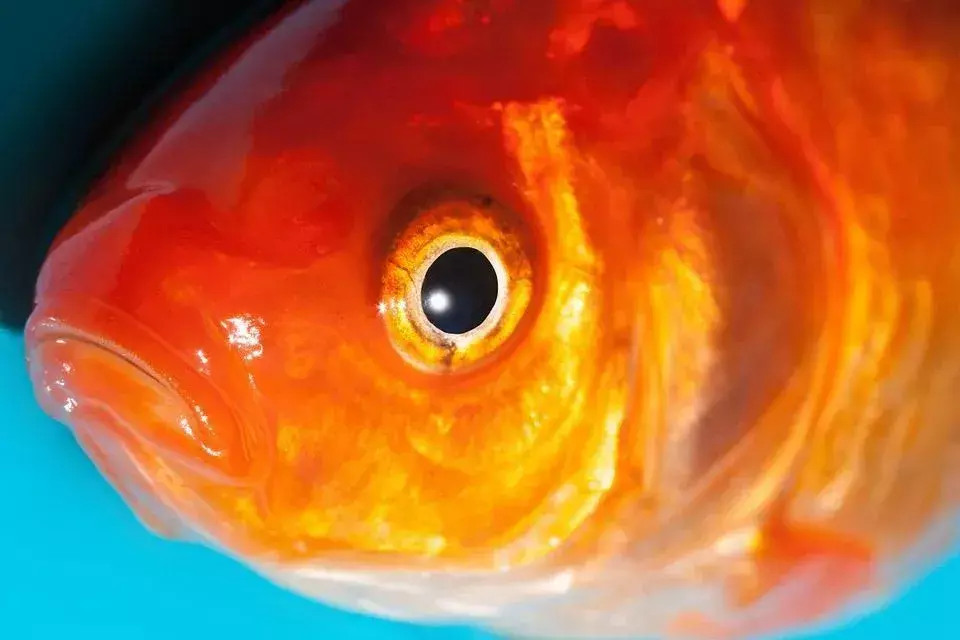 עיני דג: כל מה שרצית לדעת על חזון דג