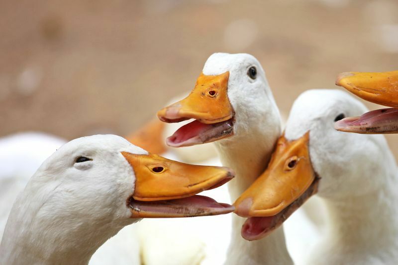 ¿Cómo se llama un grupo de patos? Datos divertidos para niños