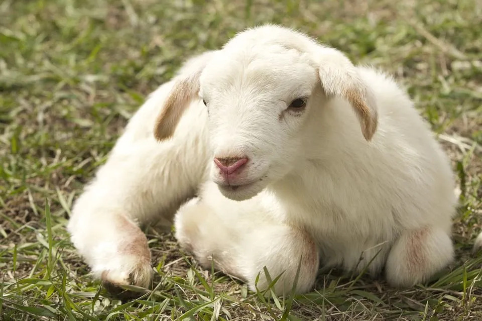 Fakty o ovciach, ktoré by ste mali vedieť pred ďalšou návštevou farmy