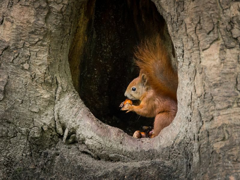 Ar voverės yra naktinės Sužinokite, kur jos eina naktį