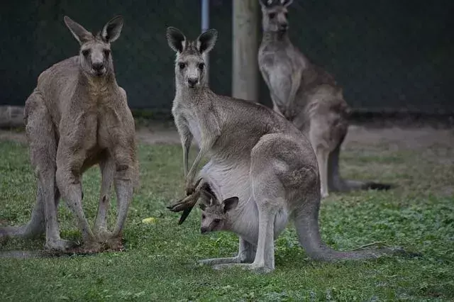 Fakta om kengurumuskler som alle bør vite!