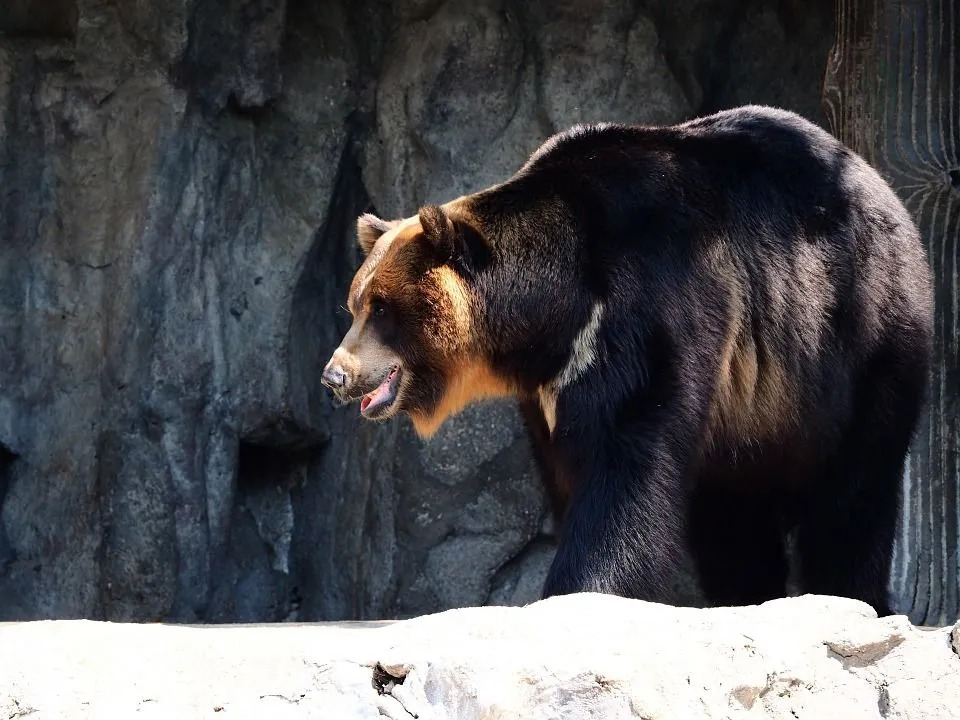 Zábavné fakty o ázijskom čiernom medveďovi pre deti