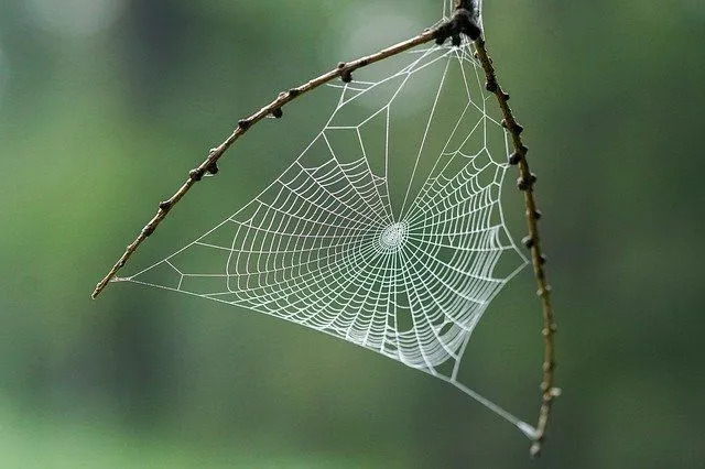 Erstaunliche Arachnophobie-Fakten über die Angst vor Spinnen